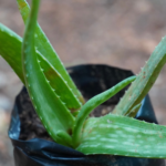 Sivappu Katralai | சிவப்பு கற்றாலை