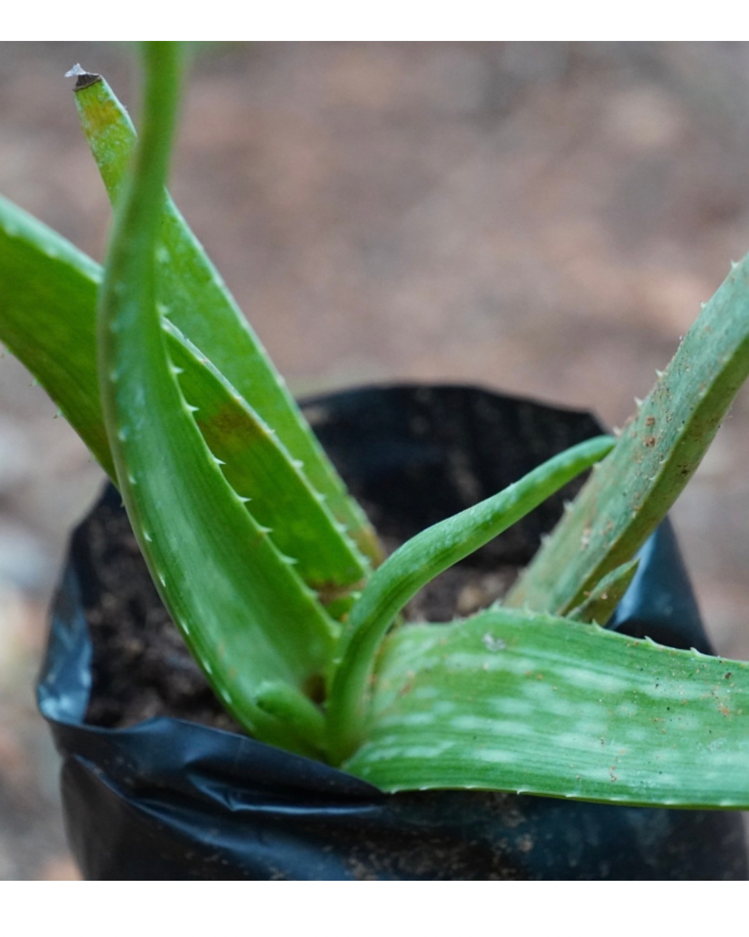 untitled-design-34 Sivappu Katralai | சிவப்பு கற்றாலை - Image 1