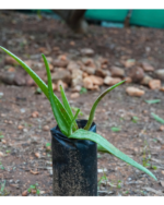 Sivappu Katralai | சிவப்பு கற்றாலை - Image 2