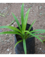 Rambai plant | ரம்பை செடி - Image 2