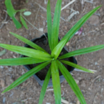 Rambai plant | ரம்பை செடி
