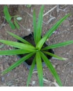 Rambai plant | ரம்பை செடி