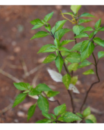 Poonai Meesai | பூனை மீசை செடி - Image 2