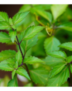 Poonai Meesai | பூனை மீசை செடி