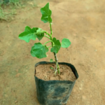 Normal Thoothuvalai