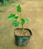 Normal Thoothuvalai