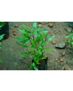 Miruga Sanjeevi | மிருக சஞ்சீவி - Image 2