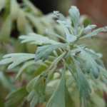 Silver dust | சில்வர் டஸ்ட்