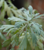 Silver dust | சில்வர் டஸ்ட்