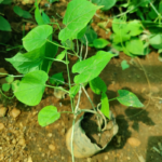 Kodi sambangi | கொடி சம்பங்கி