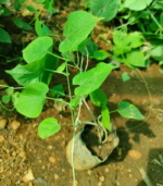 Kodi sambangi | கொடி சம்பங்கி