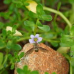 Neer Brammi | நீர் பிரம்மி