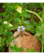 Neer Brammi | நீர் பிரம்மி