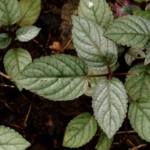 Murikooti - Sathaiotti | முறிகூட்டி - சதையொட்டி