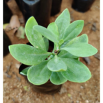 Muyal kaathu | முயல் காது