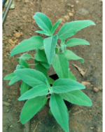 Pei viratti - Perundhumabi | பேய் விரட்டி - பெருந்தும்பை - Image 2