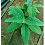 Pei viratti - Perundhumabi | பேய் விரட்டி - பெருந்தும்பை