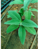 Pei viratti - Perundhumabi | பேய் விரட்டி - பெருந்தும்பை