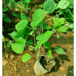 Kodi sambangi | கொடி சம்பங்கி