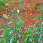 Siriya Nangai