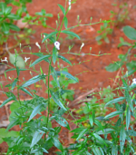 Siriya Nangai