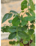 Thavasi Keerai | தவசி கீரை - Image 2