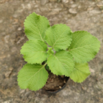 Vilamichai | விலாமிச்சை