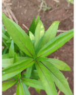 Neer Nochi | நீர் நொச்சி - Image 2