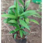 Neer Nochi | நீர் நொச்சி