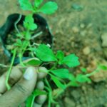 Poduthalai | பொடுதலை