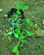 Poduthalai | பொடுதலை - Image 2