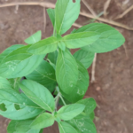 Mint Thulasi | மின்ட் துளசி