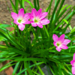 Rain lily