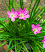 Rain lily