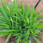 Sitharathai /சித்தரத்தை