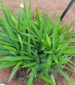 Sitharathai /சித்தரத்தை