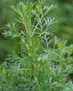 Marikolunthu | மரிகொழுந்து