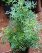 Marikolunthu | மரிகொழுந்து - Image 2