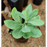 Muyal kaathu | முயல் காது