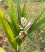 Sitharathai /சித்தரத்தை - Image 2
