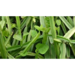 Fresh pirandai -1kg | பிரண்டை 1 கிலோ