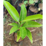 Magila Maram | மகிழ மரம்