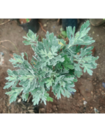 Silver dust | சில்வர் டஸ்ட்