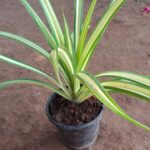 Pandanus (variegated plant) without pot/சிலந்தி செடி