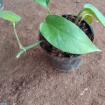 Pothos plant without pot/போத்தோஸ் செடி