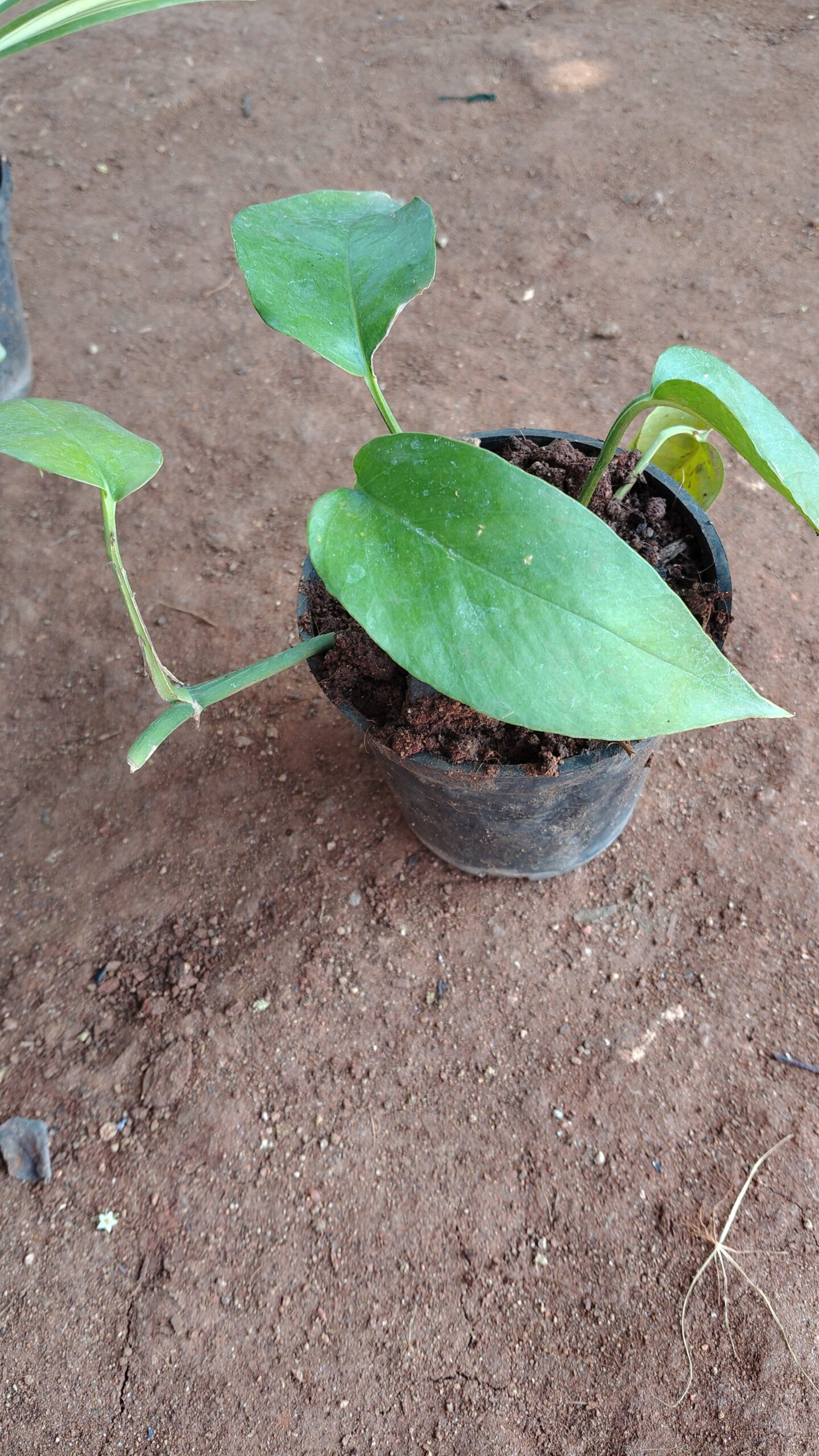 2026/06/73851-scaled.jpg Pothos plant without pot/போத்தோஸ் செடி - Image 1