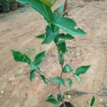 Water apple